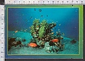 Q3762 EGYPT THE WONDERS OF THE RED SEA PESCI ANIMAL FISH taglietti Extra Grand