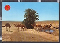 O832 MAROC MAROCCO CAMELS AT THE SOURCE OASIS OF THE NORTH SAHARA VG