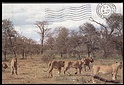 S8661 SOUTH AFRICA ANIMAL LIONS LEEUS leoni VG pieghette discreets