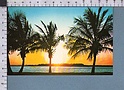 R4490 FLORIDA SUNRISE SUNSET TREES PALMS FP