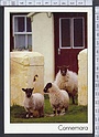 N6104 CONNEMARA EIRE ANIMAL PECORE SHEEP PHOTO PETER ZOLLER Viaggiata