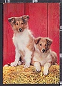 O6469 ANIMAL DOGS CANI VG Ed. CECAMI tentativo di piega