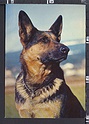 P3655 ANIMALI CANE DOG PASTORE TEDESCO