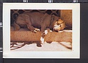 P4321 ANIMAL CANE CHE DORME DOG SLEEPING FOTO ANUNSCHAH LABRADOR