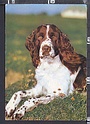 P8155 ANIMALI CANE DOG SETTER INGLESE