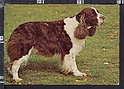 P9751 ANIMALI CANE DOG