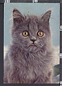 O2377 ANIMALS GATTO CAT
