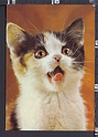 P3652 ANIMALI GATTO CAT
