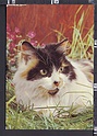P3653 ANIMALI GATTO CAT