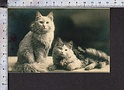 Q3794 ANIMALI GATTI CAT FP Riproduzione