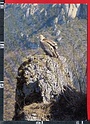 P335 ANIMAL VAUTOUR FAUVE Vultures AVVOLTOIO