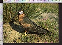Q626 ANIMALI FALCO UCCELLO BIRD RUSSIA CARTOLINA QSL