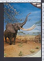 M8574 L ELEFANTE AFRICANO E GIRAFFA LOXODONTA AFFRICANA ELEPHANT ANIMALI - PIEGHE