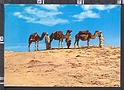 P2247 LIBYA CAMEL DRIVERS CAMMELLIERI LIBIA VG CAMMELLI
