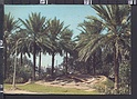 P9924 BAGHDAD IRAQ A VIEW OF PALM TREES VG