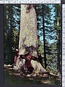 M7028 SANTUARIO DELLA VERNA (AREZZO) L ABETONE GIGANTE ABBRACCIATO DAI FRATI GIGANT TREE Viaggiata