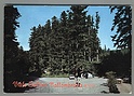T907 VIALE SALTINO VALLOMBROSA FIRENZE VG