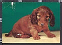 O5291 ANIMAL CAGNOLINO CANE DOG  (carta asportata davanti)