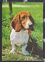O6467 ANIMAL CANE DOG BASSOTTO VG