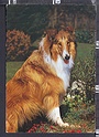 P8157 ANIMALI CANE DOG COLLIE LASSIE