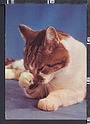 O6461 ANIMAL GATTO CAT VG