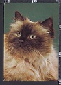 P3651 ANIMALI GATTO CAT