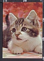 P3654 ANIMALI GATTO CAT