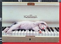 P634 ANIMAL GATTO FELIX FELES FOTO DI LETIZIA VOLPI SCHIMMEL PIANOFORTE CAT