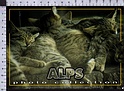 Q5350 ANIMALI GATTI CATS ALPS