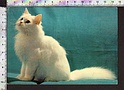 Q869 ANIMALI GATTO BIANCO WHITE CAT