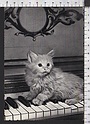 R874 ANIMALI GATTO SU PIANO CAT