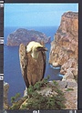 P7043 ANIMAL AVVOLTOIO CAPO CACCIA ALGHERO GRIFONI DELGI AGNELLI BIRD Vulture