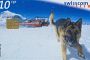 S1442 ANIMAL DOG CANE PASTORE TEDESCO DI SOCCORSO ALPINO MARC Taxcard Swiss 10 CHF (colla secca dietro)