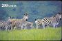 S425 ZEBRE ZEBRAS animals 1998 - Carta Prepagata Prepaid Card DELTA CARD