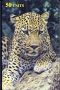 S427 LEOPARDO LEOPARD animals 1998 - Carta Prepagata Prepaid Card DELTA CARD